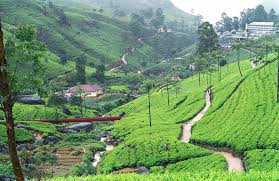 Tea Plantation