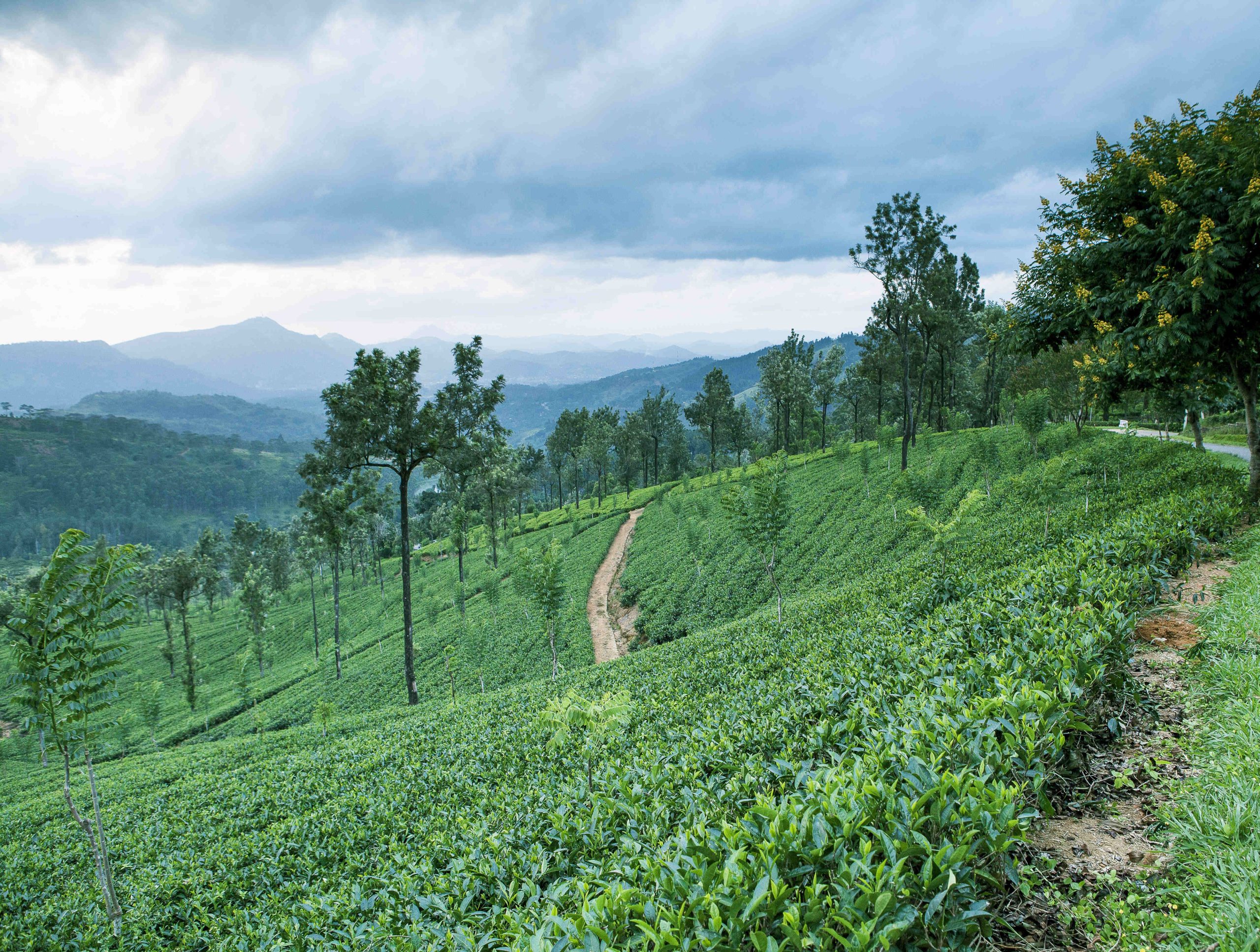 Sri Lanka Experience