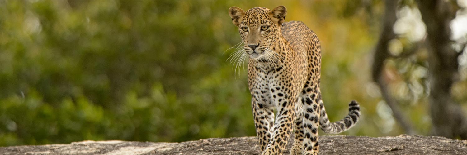 Leopard in Yala National Park