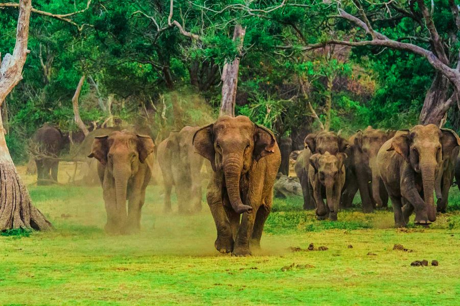 Elephant gathering at Minneriya