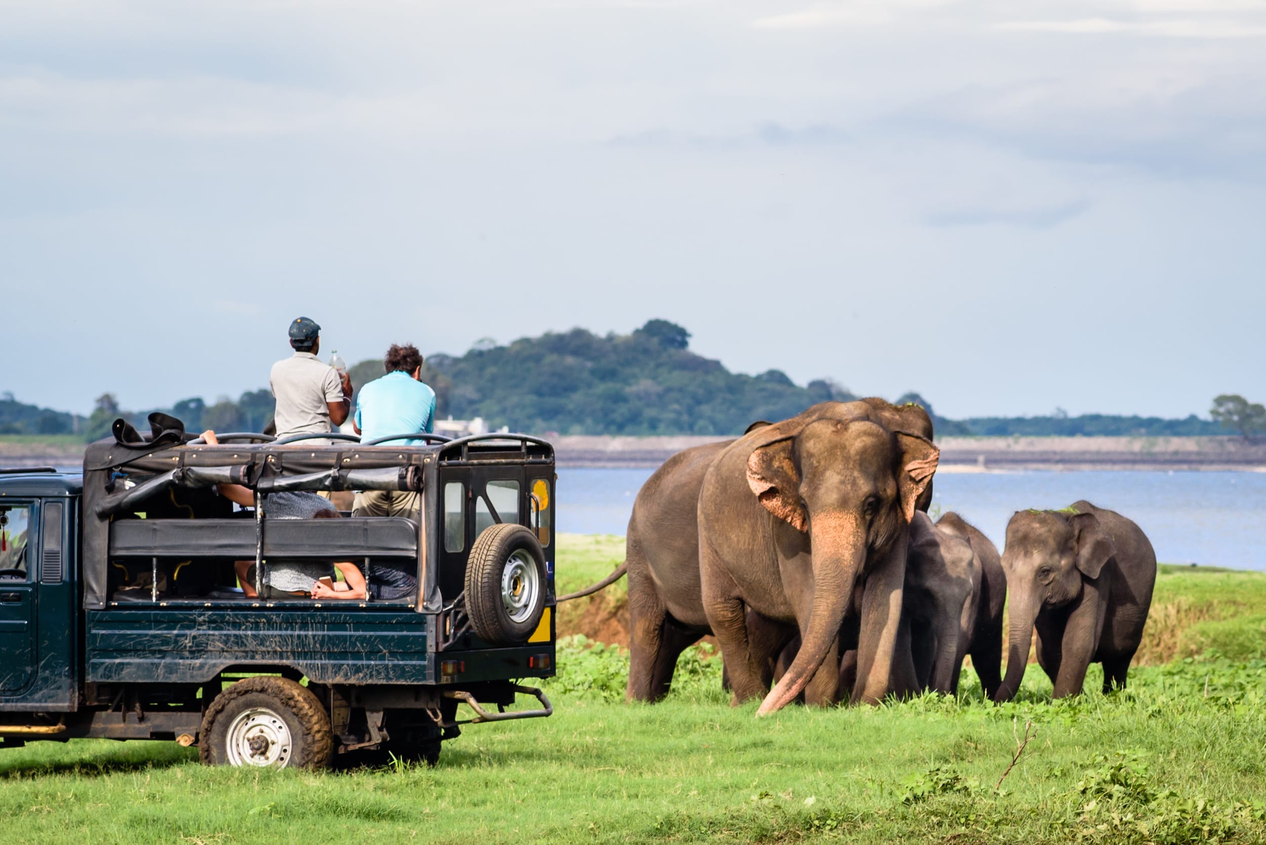 Elephants at Udawalawe
