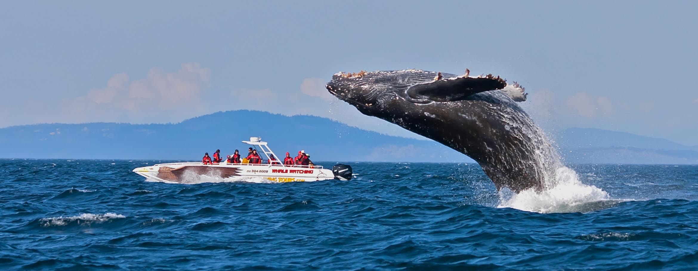 Blue whale off Sri Lanka coast