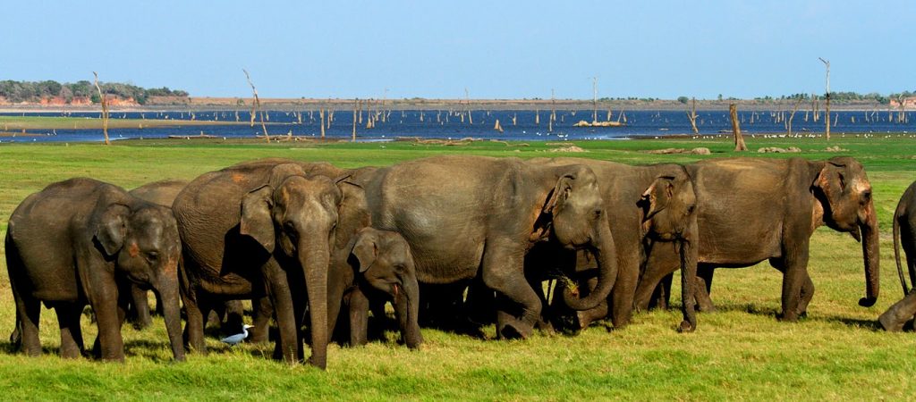 Yala National Park