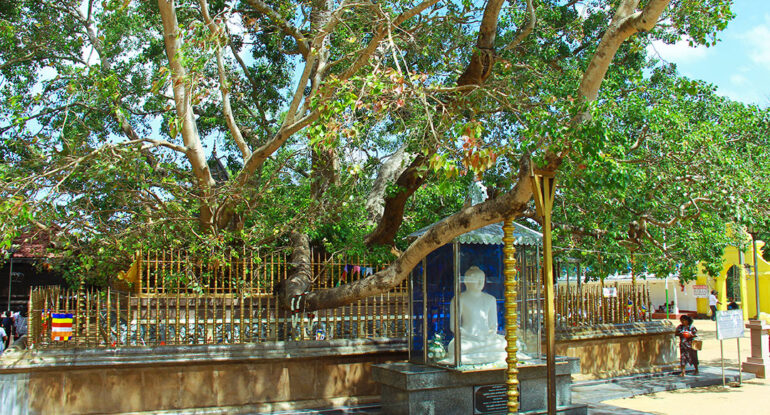 The Lion's Paws entrance