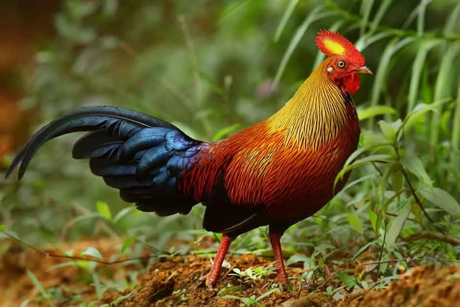 Jungle Fowl