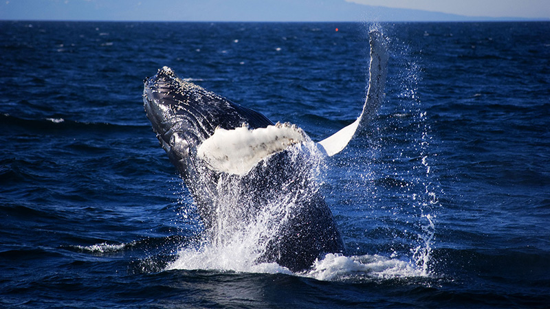 Whale Watching