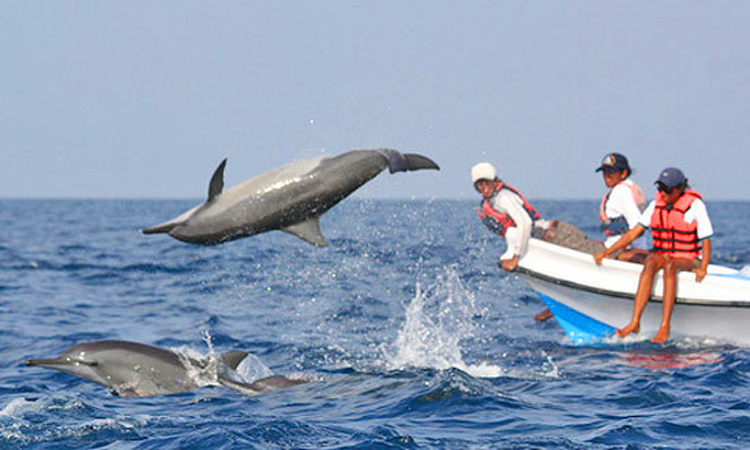 dolphin in kalpitiya