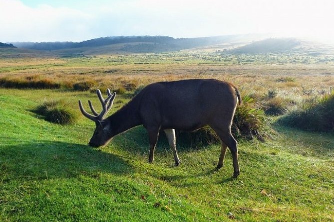 samber deer, Ella