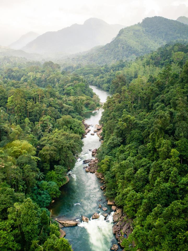 Tea plantations