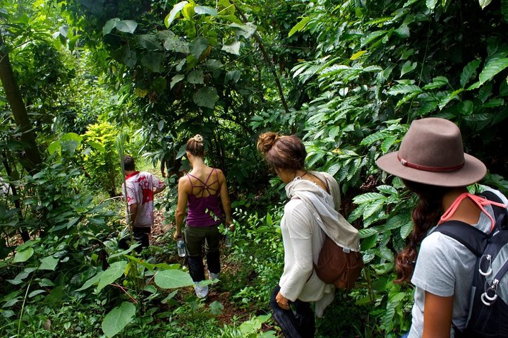 Tea plantation