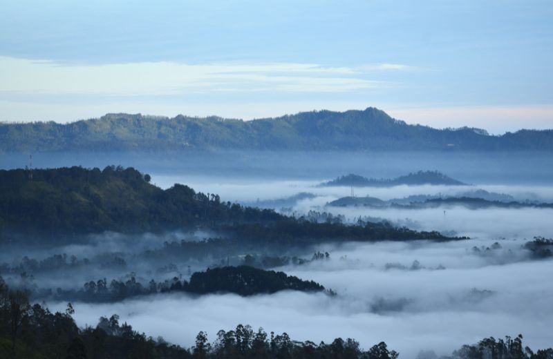 Tea plantation