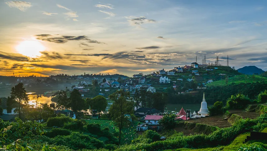 Tea plantations