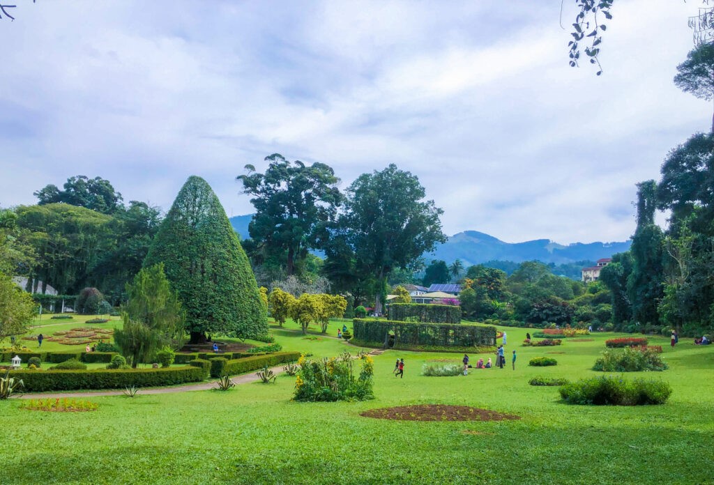 Tea plantation