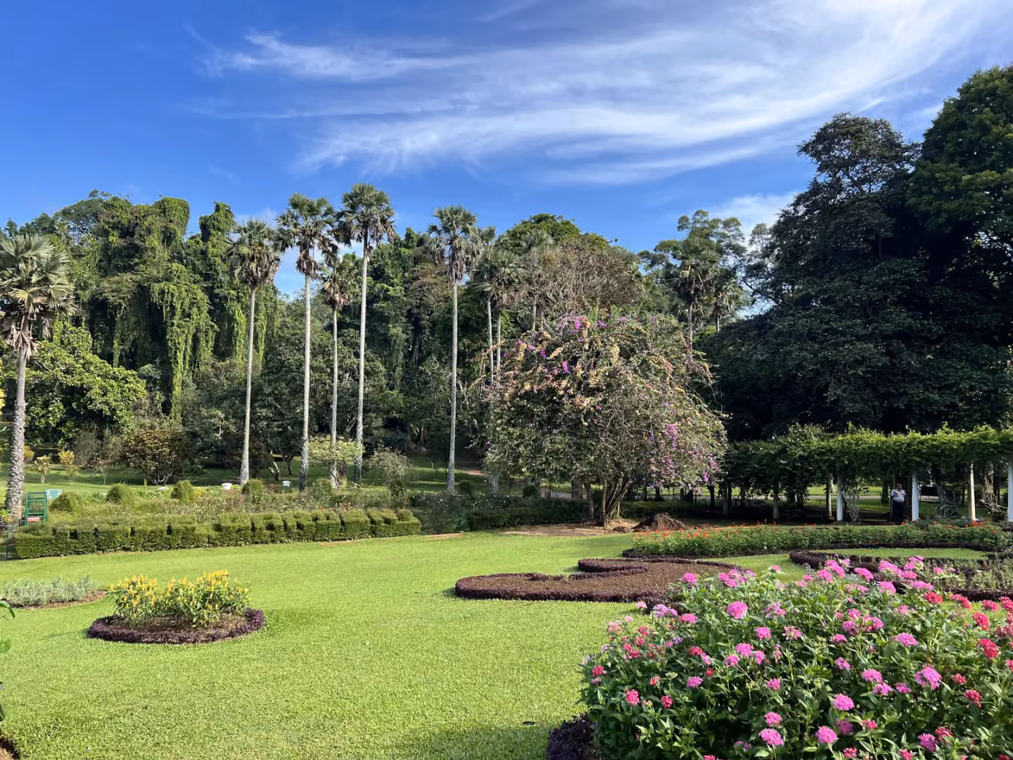 Tea plantation