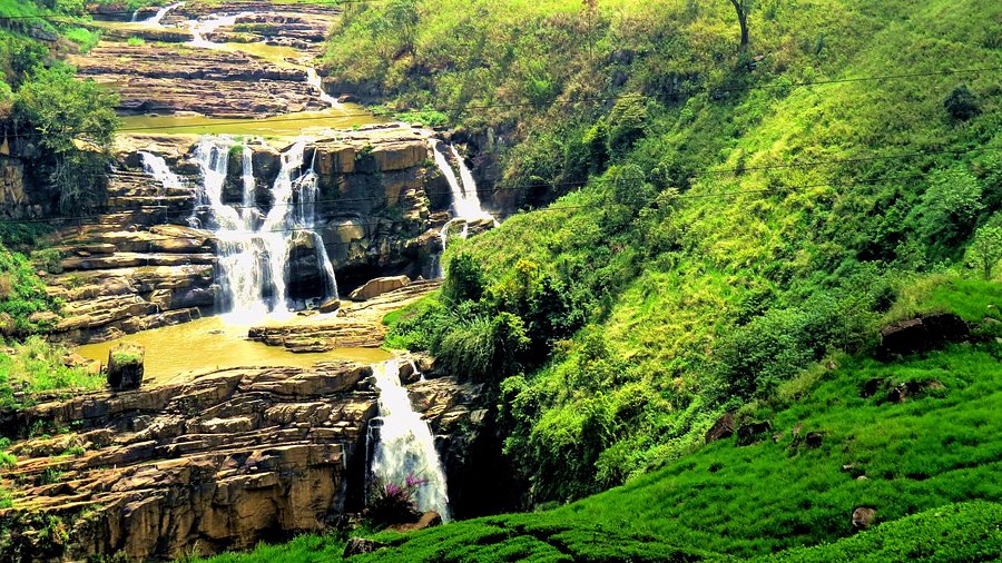 Ceylon tea