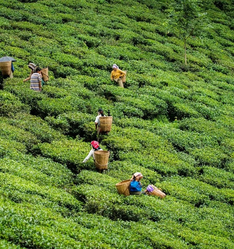 Tea plantation