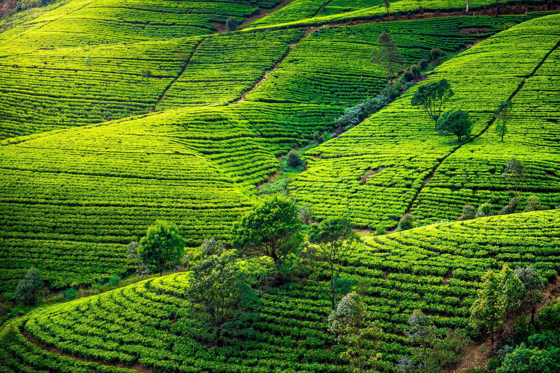 Ceylon tea