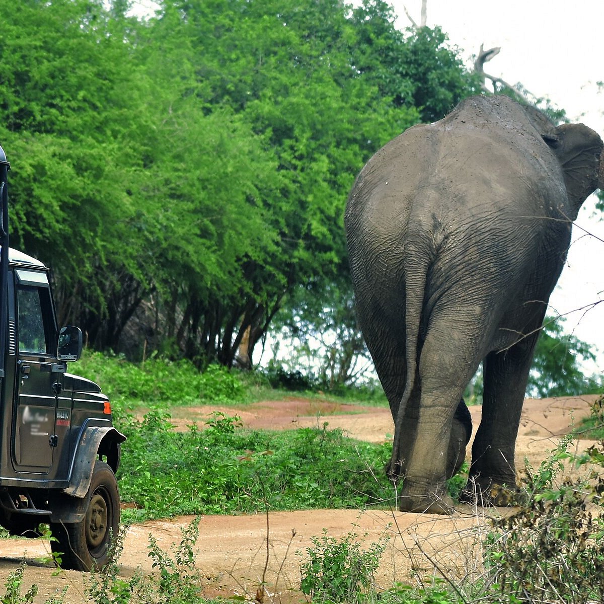 udawalawe-national-park_01