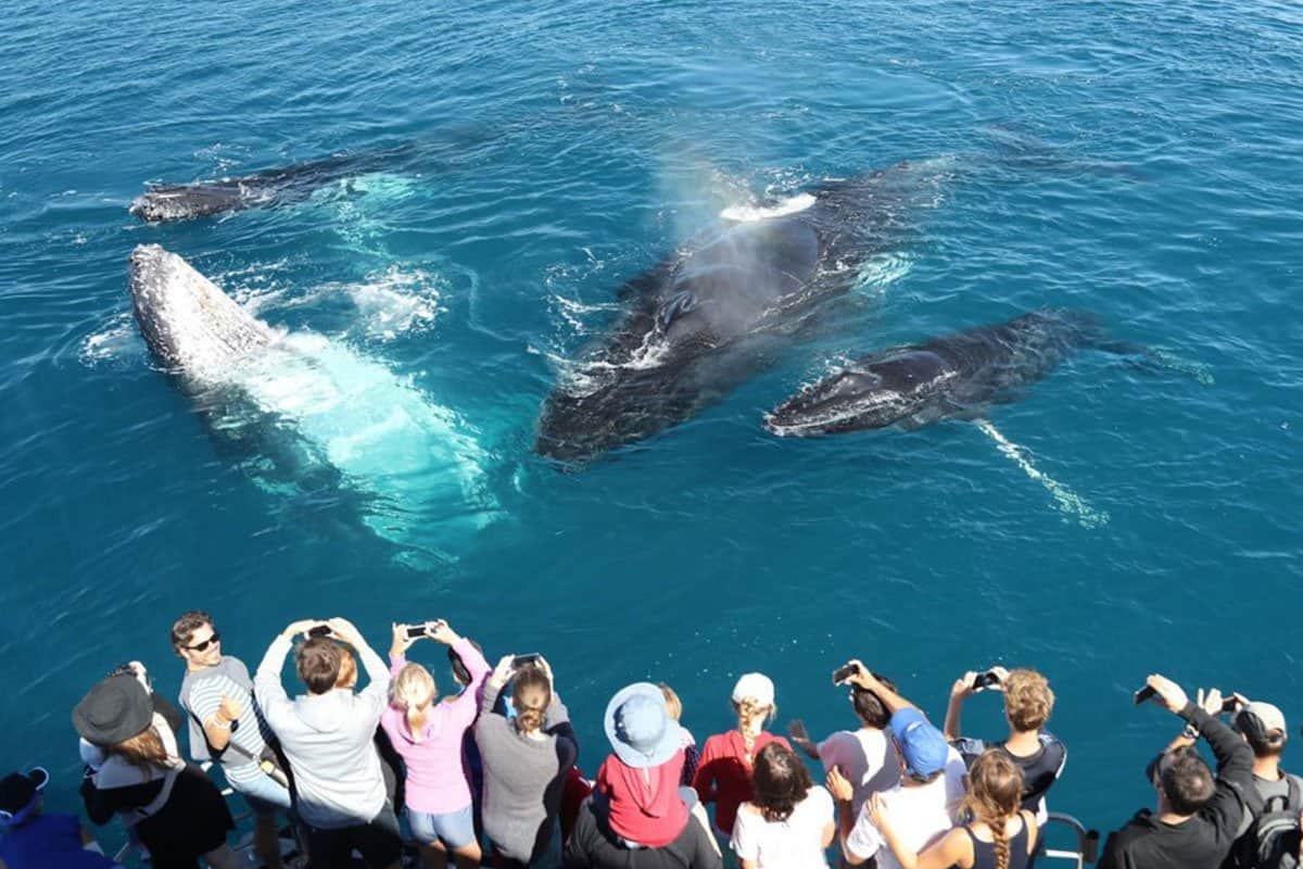 whale watching