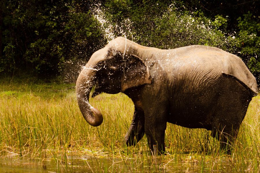Elephants in Wilpattuwa National Park
