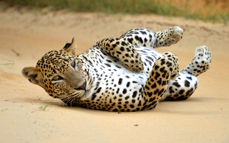 Leopard in Yala National Park