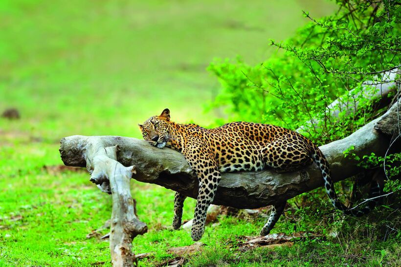 Wildlife Safari Tour