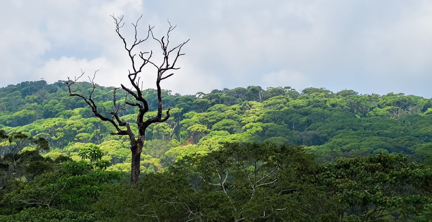 Sinharaja Forest Reserve Day Tour