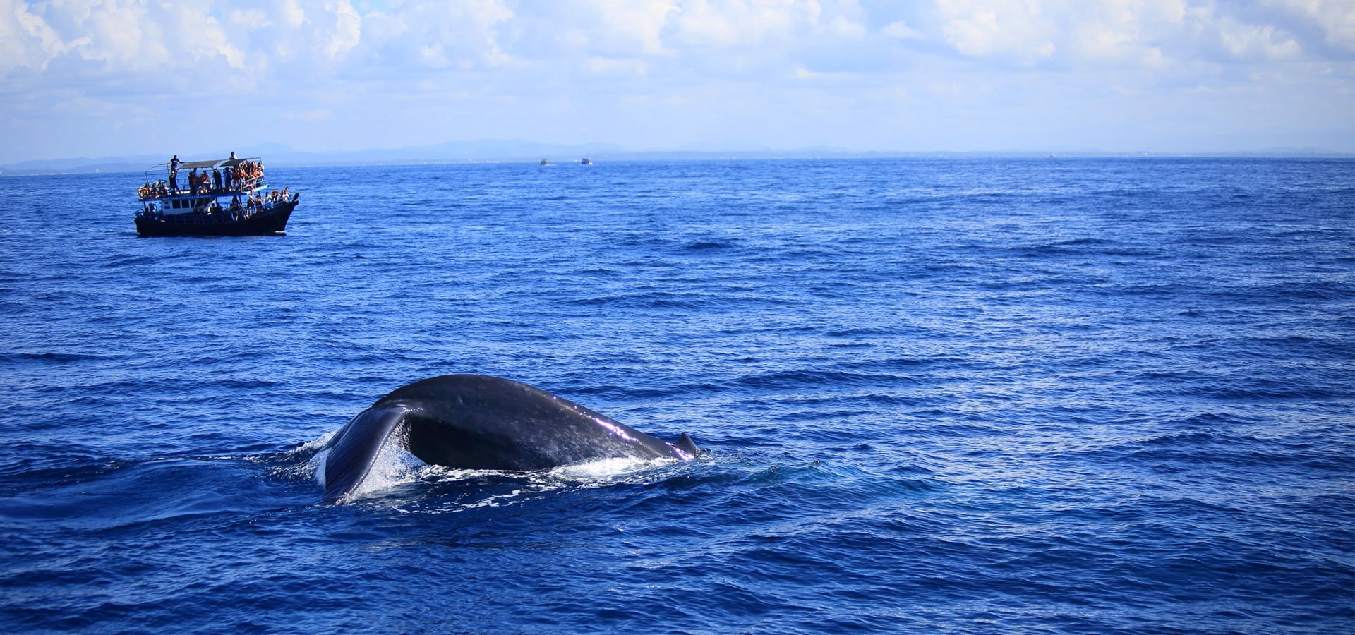 Mirissa Blue Whale Watching Day Tour 